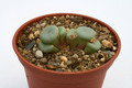 conophytum minutum grootriet 2905