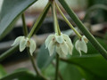 hoya coronaria 01