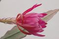 eh epiphyllum society of america 146 08