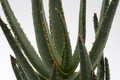 aloe dichotoma w 6688