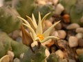 piaranthus pallidus richtersveld 03