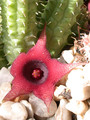 huernia schneideriana 02