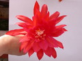 eh spring fling 9292 264