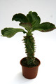 monadenium spectabile 0616