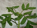 kalanchoe prolifera 03