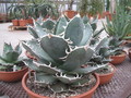 agave titanota weiss 7709