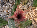 huernia hystrix2