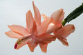 schlumbergera christmas fantasy 6357