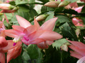 schlumbergera christmas flame 07