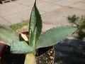 agave cupreata jesus maria 02