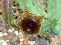 huernia zebrina 1333
