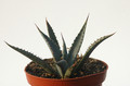 agave mckelveyana yava 8453
