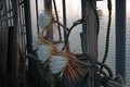 selenicereus grandiflorus aufbluehen 1439