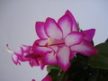 schlumbergera salsa dancer 1590