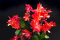 schlumbergera red flame 006