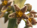 carralluma burchardii 04