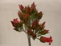 kalanchoe hildebrandtii 34