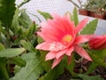 eh gloria paetz 1040 5354