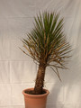 yucca filifera 1501