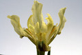 iris taurica 9232