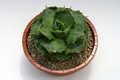 agave verschaffeltii minima 7662