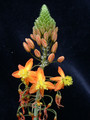 bulbine frutescens hallmark 01