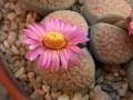 lithops verrucosa gelb rosa 14