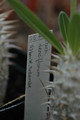 pachypodium densiflorum antsirabe 02