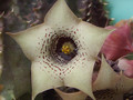huernia quinta 1786