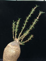 pachypodium succulentum gross 04w