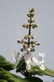 plectranthus ernstii 8138