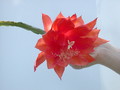 eh sun flair 9352 365