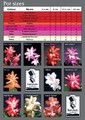 schlumbergera fall winter 2007