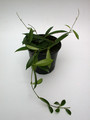 hoya dennisii 3956