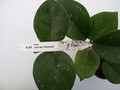 hoya carnosa motoskei 1421