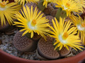 lithops hookeri vermiculata c23 01