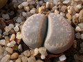 lithops marmorate elisae 01