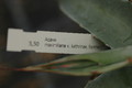 agave maximiliana kathrinae 8683