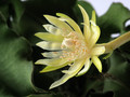 epiphyllum guatemalense monstrosa 091