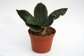 sansevieria hyacinthoides 5741