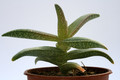 aloe dhufarensis klein 8100