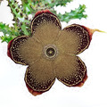 edithcolea grandis 9854small