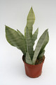 sansevieria trifasciata moonshine 5730