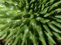 euphorbia suzannae 07
