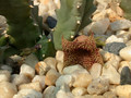 huernia loeseneriana01