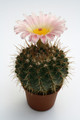 notocactus roseiflorus schl 150 0092