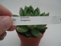 echeveria haageana 8385