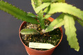 lepismium myagawe 0385