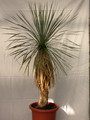 yucca rostrata 1496