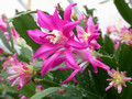 schlumbergera star burst 01